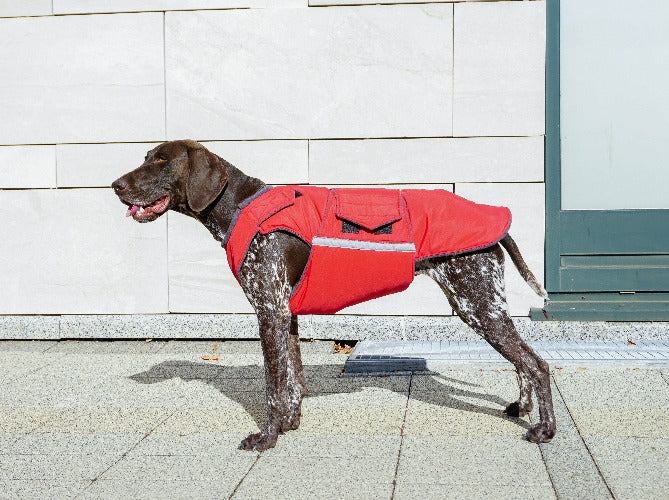 Vizsla coats hot sale