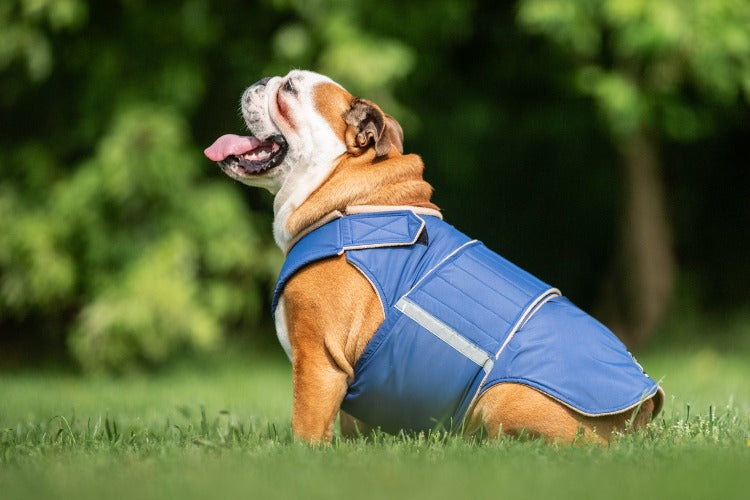 English bulldog hot sale life jacket