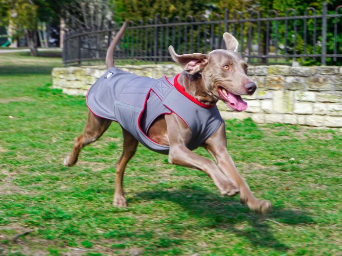 Weimaraner clearance dog coat