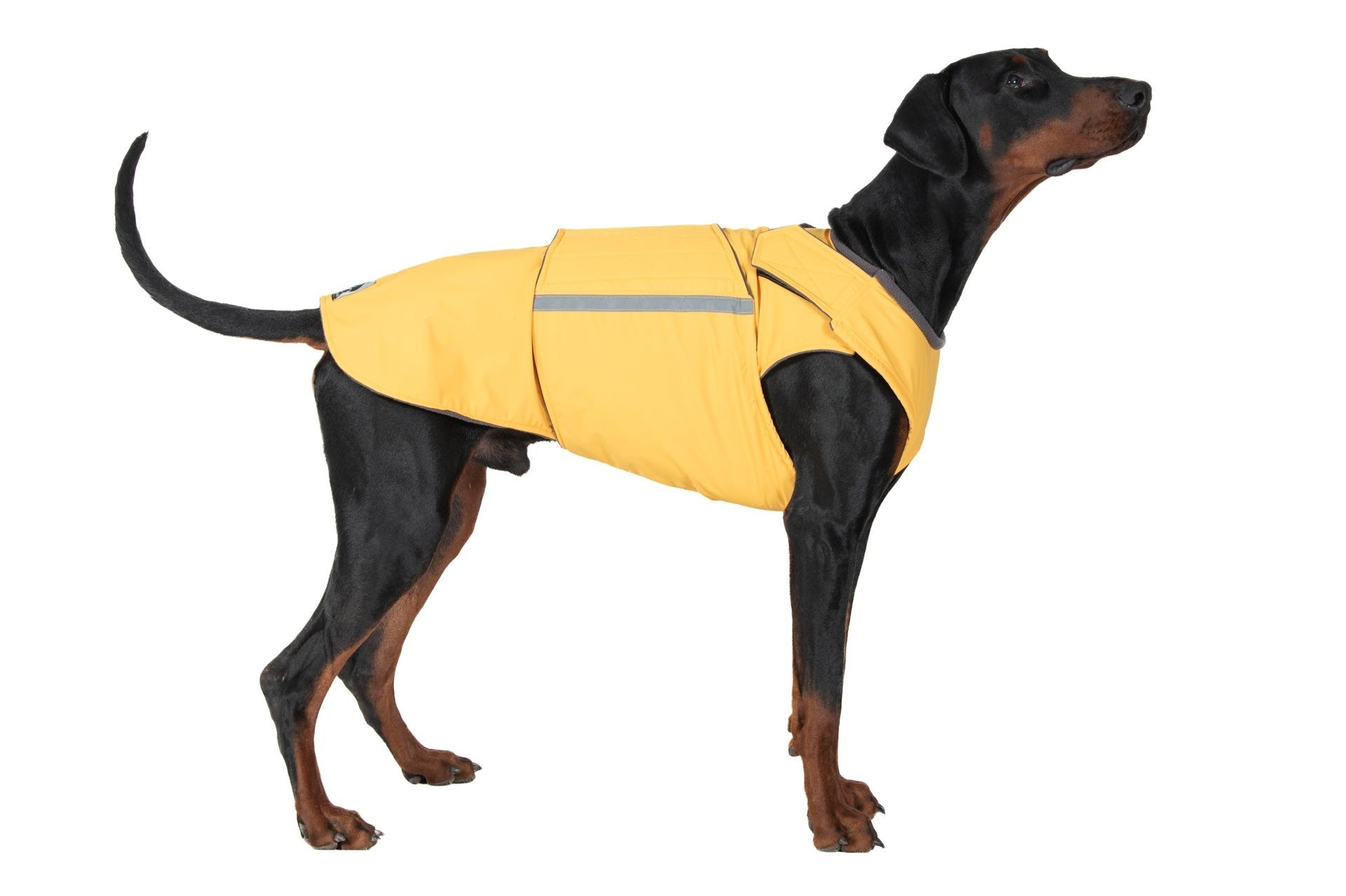 DOBERMAN PINSCHER RAINCOAT / MADE TO ORDER