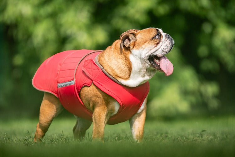 ENGLISH BULLDOG EXTRA WARM WINTER DOG COAT MADE TO ORDER