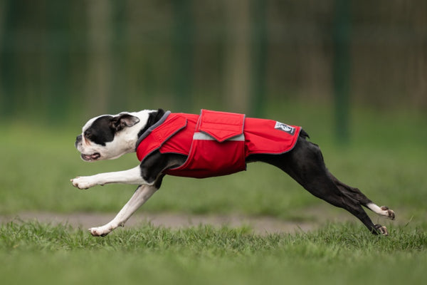 BOSTON TERRIER WINTER COAT - READY-MADE