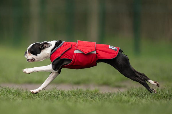 BOSTON TERRIER RAINCOAT / MADE TO ORDER