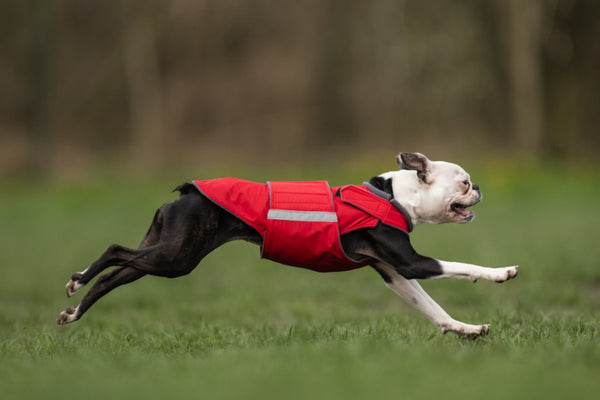 BOSTON TERRIER WINTER COAT - READY-MADE