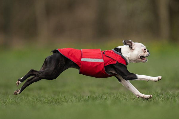 BOSTON TERRIER RAINCOAT / MADE TO ORDER