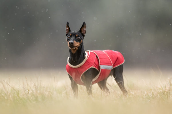 MINIATURE PINSCHER EXTRA WARM WINTER DOG COAT / MADE TO ORDER