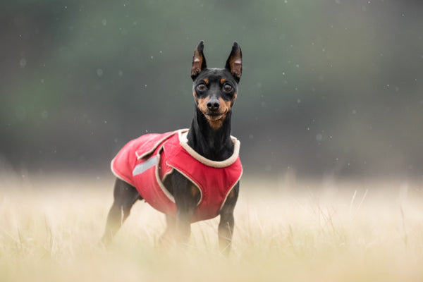 MINIATURE PINSCHER EXTRA WARM WINTER DOG COAT / MADE TO ORDER