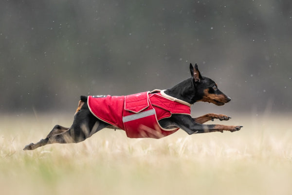 MINIATURE PINSCHER EXTRA WARM WINTER DOG COAT / MADE TO ORDER