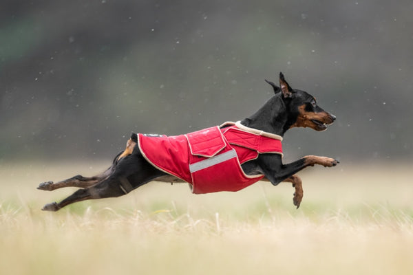 MINIATURE PINSCHER EXTRA WARM WINTER DOG COAT / MADE TO ORDER