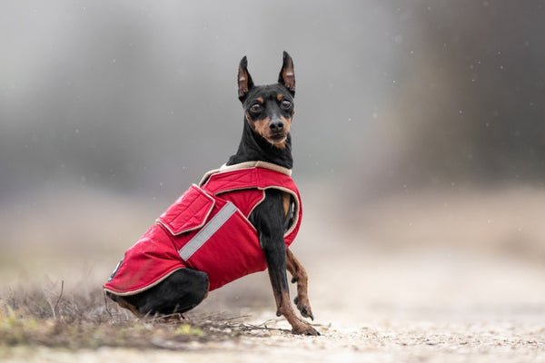 MINIATURE PINSCHER EXTRA WARM WINTER DOG COAT / MADE TO ORDER