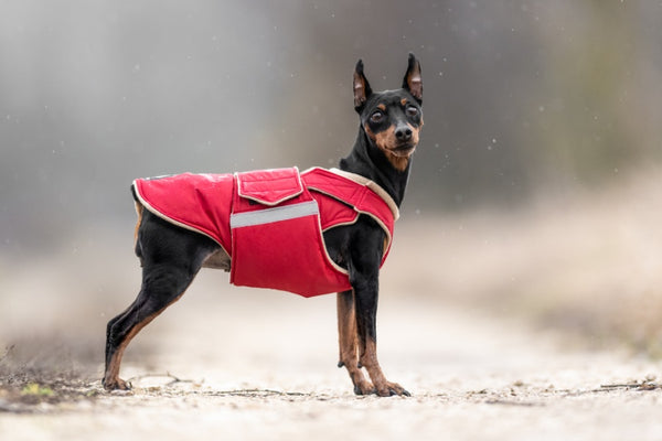 MINIATURE PINSCHER EXTRA WARM WINTER DOG COAT / MADE TO ORDER