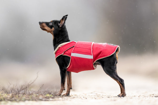 MINIATURE PINSCHER EXTRA WARM WINTER DOG COAT / MADE TO ORDER