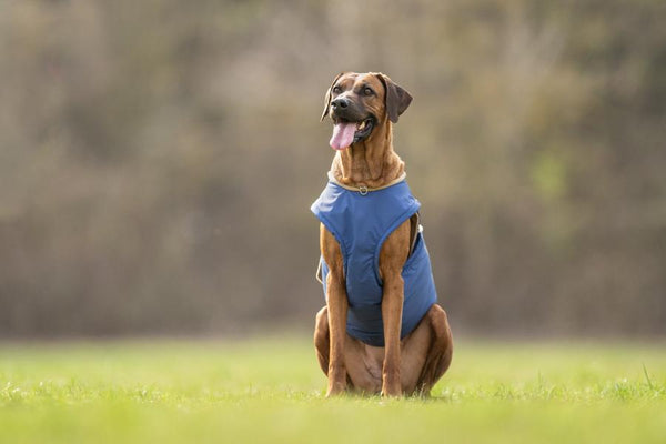 RHODESIAN RIDGEBACK EXTRA WARM WINTER DOG COAT / MADE TO ORDER