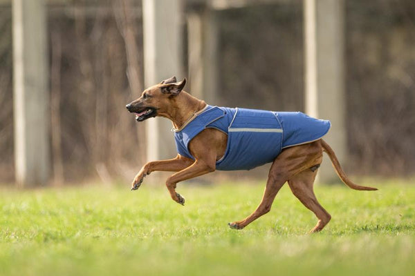 RHODESIAN RIDGEBACK EXTRA WARM WINTER DOG COAT / MADE TO ORDER