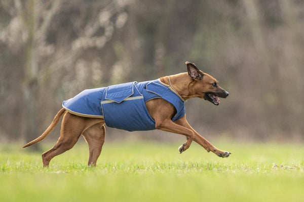 RHODESIAN RIDGEBACK EXTRA WARM WINTER DOG COAT / MADE TO ORDER