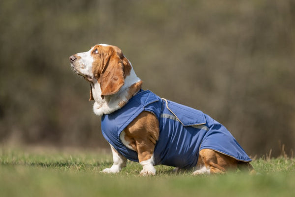 BASSET HOUND WINTER COAT - READY-MADE