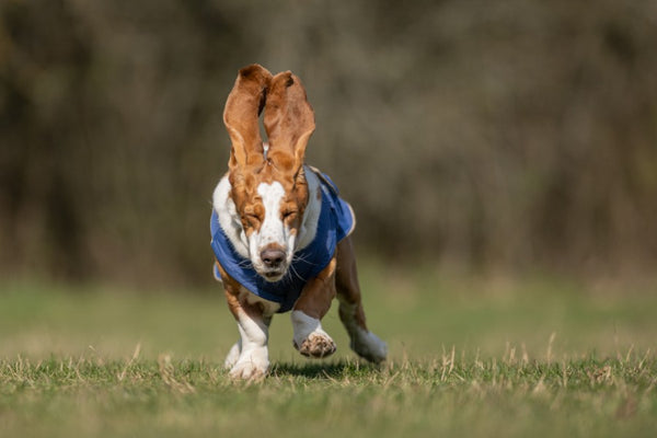 BASSET HOUND WINTER COAT - READY-MADE