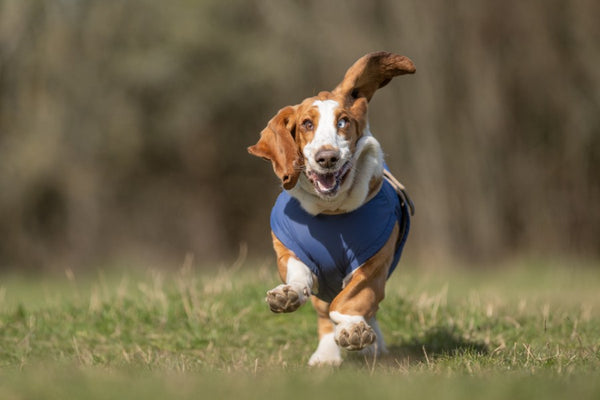 BASSET HOUND RAINCOAT - READY-MADE