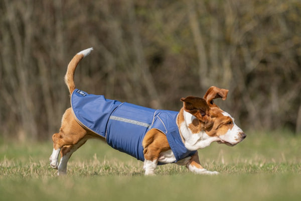 BASSET HOUND DOG RAINCOAT / MADE TO ORDER