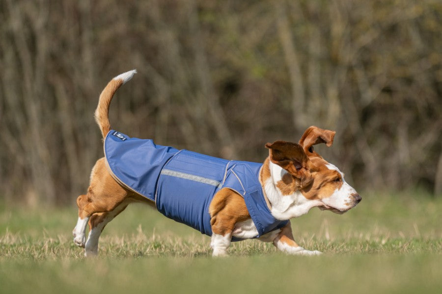 Basset hound winter coats best sale