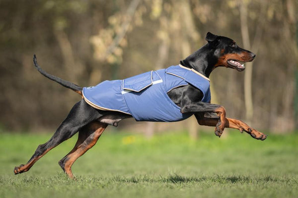 DOBERMAN PINSCHER EXTRA WARM WINTER DOG COAT / MADE TO ORDER