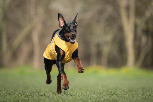 DOBERMAN PINSCHER RAINCOAT / MADE TO ORDER