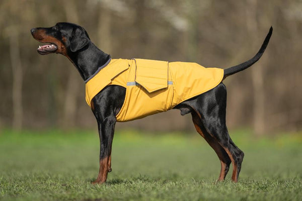 DOBERMAN PINSCHER RAINCOAT / MADE TO ORDER