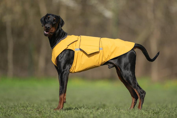 DOBERMAN PINSCHER RAINCOAT / MADE TO ORDER