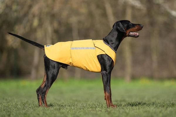 DOBERMAN PINSCHER RAINCOAT / MADE TO ORDER