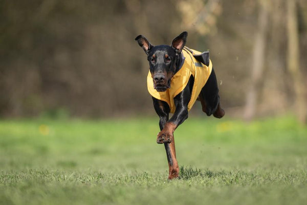 DOBERMAN PINSCHER RAINCOAT / MADE TO ORDER