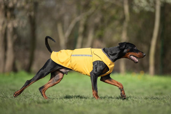 DOBERMAN PINSCHER RAINCOAT / MADE TO ORDER