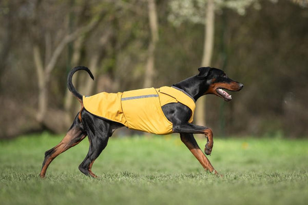 DOBERMAN PINSCHER RAINCOAT / MADE TO ORDER