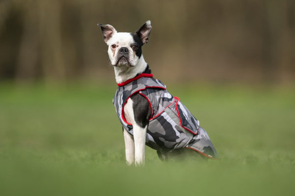 BOSTON TERRIER EXTRA WARM WINTER COAT - READY-MADE