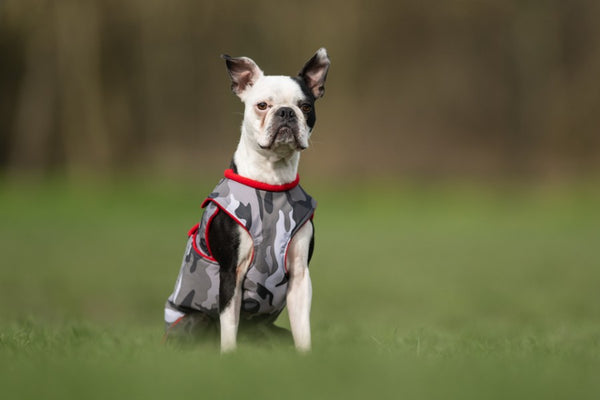 BOSTON TERRIER EXTRA WARM WINTER COAT - READY-MADE