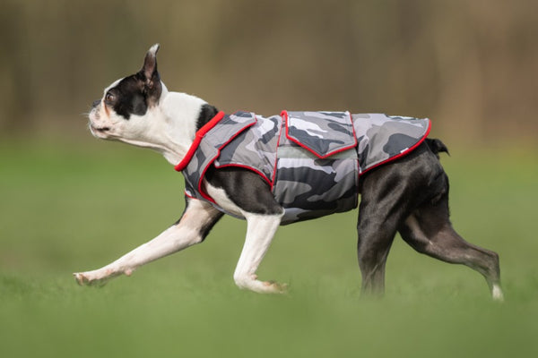 BOSTON TERRIER EXTRA WARM WINTER COAT - READY-MADE