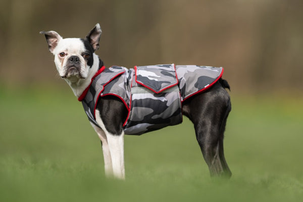 BOSTON TERRIER EXTRA WARM WINTER COAT - READY-MADE