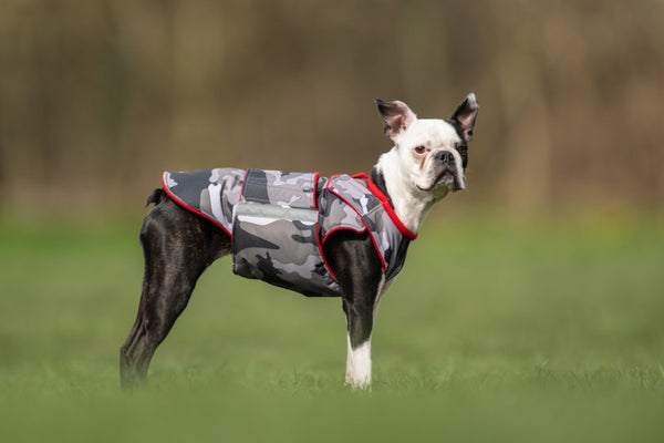 BOSTON TERRIER EXTRA WARM WINTER COAT - READY-MADE