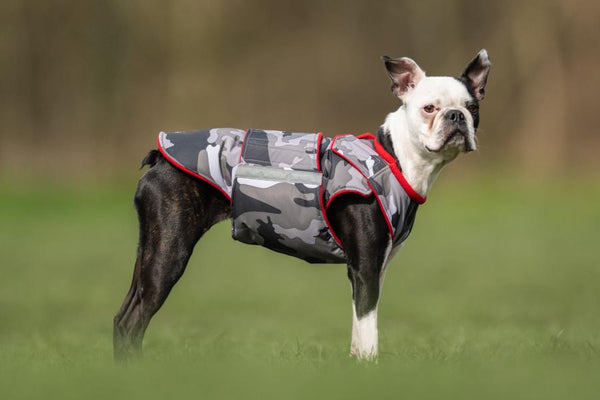 BOSTON TERRIER EXTRA WARM WINTER DOG COAT / MADE TO ORDER