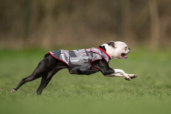 BOSTON TERRIER EXTRA WARM WINTER COAT - READY-MADE