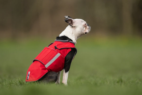 BOSTON TERRIER WINTER COAT - READY-MADE