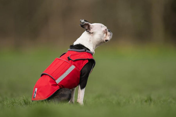 BOSTON TERRIER RAINCOAT / MADE TO ORDER