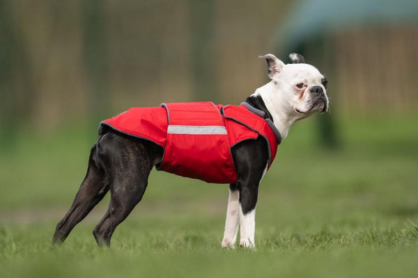 BOSTON TERRIER RAINCOAT / MADE TO ORDER