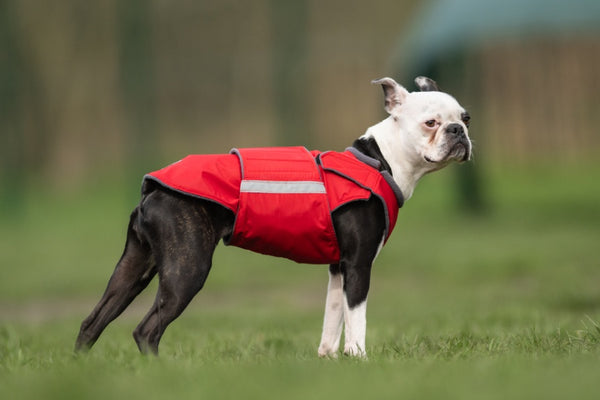 BOSTON TERRIER WINTER COAT - READY-MADE