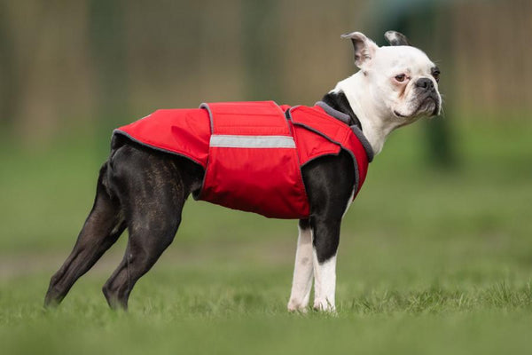 BOSTON TERRIER WINTER DOG COAT / MADE TO ORDER