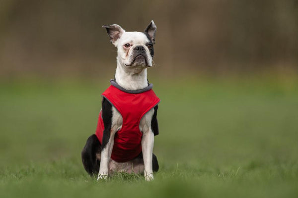 BOSTON TERRIER WINTER DOG COAT / MADE TO ORDER