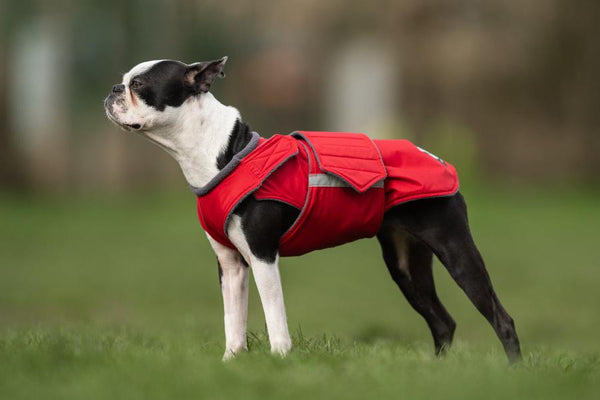 BOSTON TERRIER RAINCOAT / MADE TO ORDER