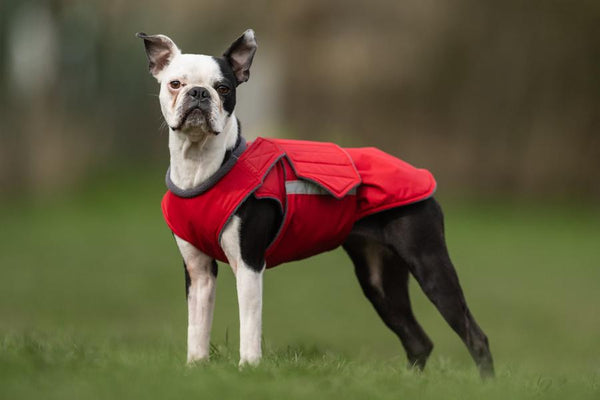 BOSTON TERRIER RAINCOAT / MADE TO ORDER