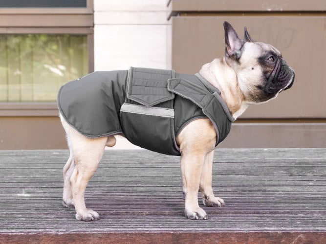 French bulldog winter clothing best sale