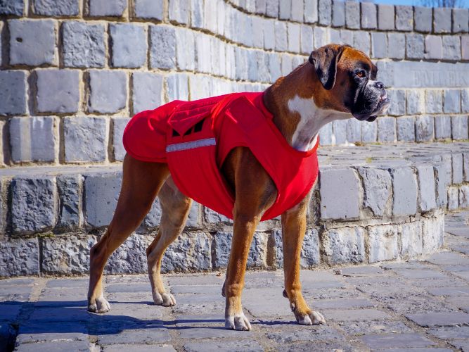 BOXER EXTRA WARM WINTER COAT READY MADE Pepper Petwear