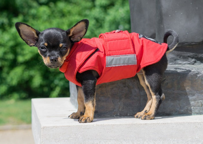 CHIHUAHUA DOG RAINCOAT MADE TO ORDER Pepper Petwear